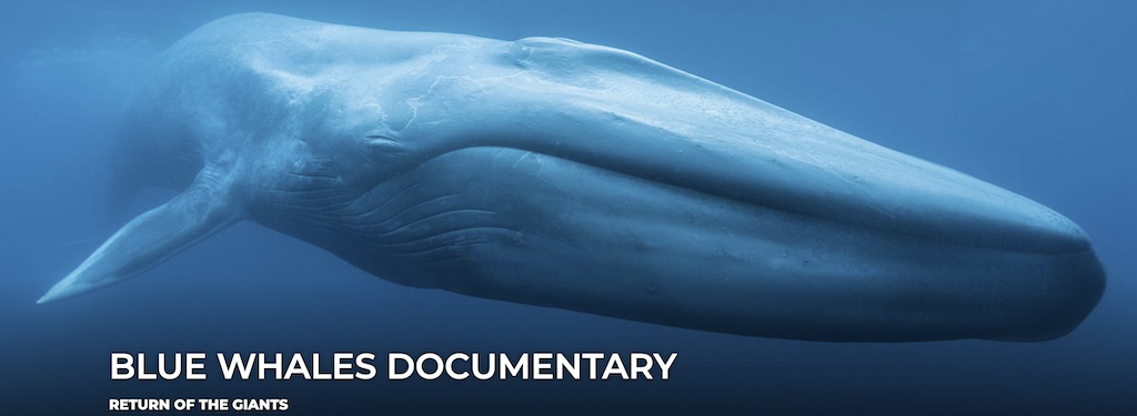 Blue Whales Documentary with an image of a blue whale